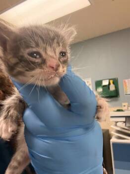 HERMOINE -  Domestic Short Hair Cat for Adoption in Riverside, California - HERMOINE | PetCurious