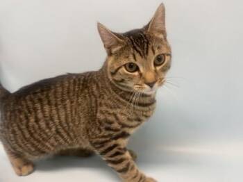 Cookie -  Domestic Short Hair Cat for Adoption in Golden Valley, Minnesota - Cookie | PetCurious