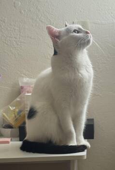 Lana -  Domestic Short Hair Cat for Adoption in San Jose, California - Lana | PetCurious