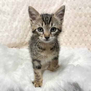 Jay -  Domestic Short Hair Cat for Adoption in Long Beach, California - Jay | PetCurious