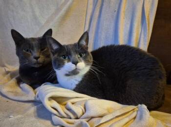 Gunther and Monica -  Domestic Short Hair Cat for Adoption in Hamilton, Michigan - Gunther And Monica | PetCurious