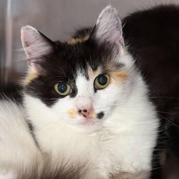 Angel * Available at the Biddeford PetSmart* -  Domestic Long Hair Cat for Adoption in Kennebunk, Maine - Angel * Available At The Biddeford PetSmart* | PetCurious