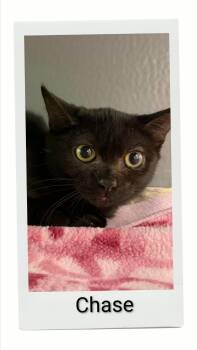 Chase -  Domestic Short Hair Cat for Adoption in Caistor Centre, Ontario - Chase | PetCurious