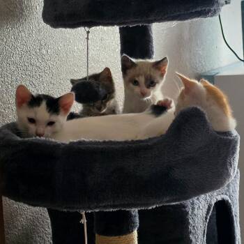 Bandit -  Domestic Short Hair Cat for Adoption in Escondido, California - Bandit | PetCurious