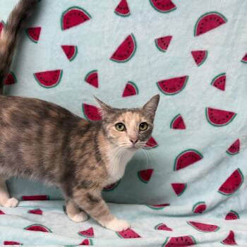 Charm -  Domestic Short Hair Cat for Adoption in Valdosta, Georgia - Charm | PetCurious