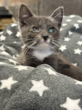 Rescue Domestic Short Hair Cats for Adoption in Jurupa Valley, California - Halo | PetCurious