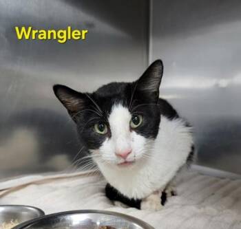 Domestic Short Hair Cats Available for Adoption in Fort Worth, Texas - Wrangler | PetCurious