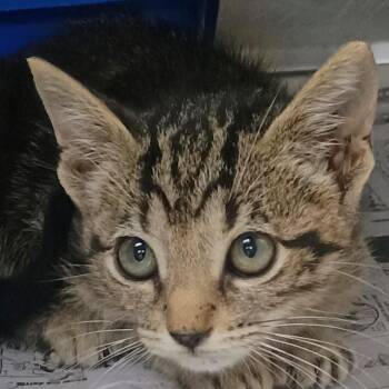 Moonrose -  Domestic Short Hair Cat for Adoption in Palestine, Texas - Moonrose | PetCurious
