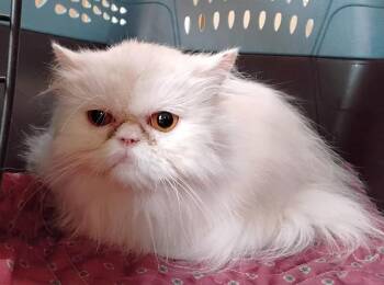 Rescue Persian Cats for Adoption in Powder Springs, Georgia - LILY | PetCurious