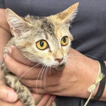 Rescue American Shorthair Cats for Adoption in Mount Vernon, Arkansas - Jonnie | PetCurious