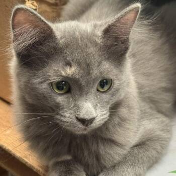 Ruby -  Domestic Medium Hair Cat for Adoption in Santa Fe, New Mexico - Ruby | PetCurious