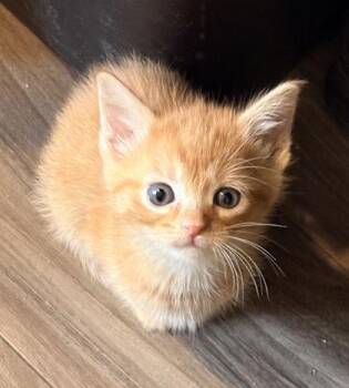 Domestic Short Hair Cats Available for Adoption in Paducah, Kentucky - Poppy Seed | PetCurious