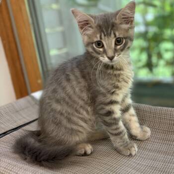 Domestic Medium Hair Cats Available for Adoption in Peconic, New York - Tigger | PetCurious