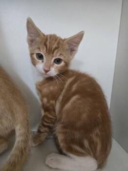 Grill Master -  Domestic Short Hair Cat for Adoption in Savannah, Georgia - Grill Master | PetCurious