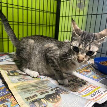 Spike -  Domestic Short Hair Cat for Adoption in West Plains, Missouri - Spike | PetCurious