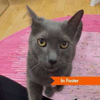 Domestic Short Hair Cats Available for Adoption in Baltimore, Maryland - Malcolm | PetCurious