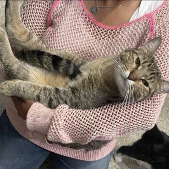 Bowie -  Tabby Cat for Adoption in Pearland, Texas - Bowie | PetCurious