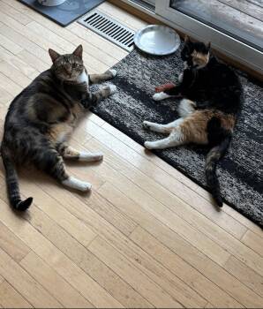 Mack -  Domestic Short Hair Cat for Adoption in Columbus, Minnesota - Mack | PetCurious