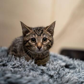 Tootsie Roll -  Domestic Short Hair Cat for Adoption in Gainesville, Georgia - Tootsie Roll | PetCurious
