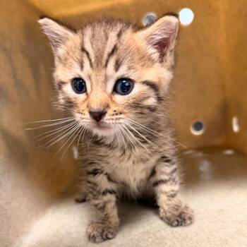 Rollie Pollie -  Domestic Short Hair Cat for Adoption in Philadelphia, Pennsylvania - Rollie Pollie | PetCurious