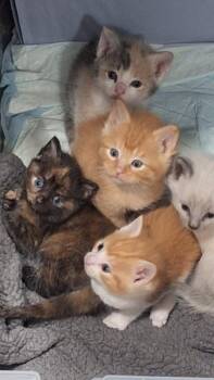 Domestic Short Hair Cats Available for Adoption in Kimberlin Heights, Tennessee - Spencer | PetCurious