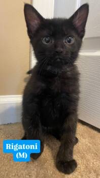 Domestic Short Hair Cats Available for Adoption in Clarksville, Tennessee - Rigatoni | PetCurious