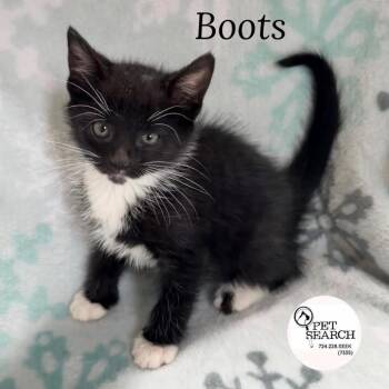 Boots -  Domestic Short Hair Cat for Adoption in Washington, Pennsylvania - Boots | PetCurious