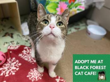 Domestic Short Hair Cats Available for Adoption - TIMMY | PetCurious