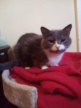 Keke -  Domestic Short Hair Cat for Adoption in Wheaton, Illinois - Keke | PetCurious