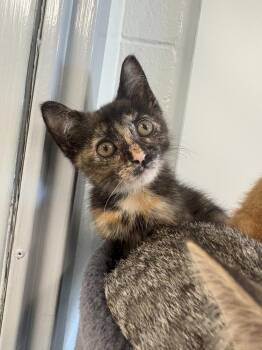 Ray -  Domestic Short Hair Cat for Adoption in Bowling Green, Ohio - Ray | PetCurious