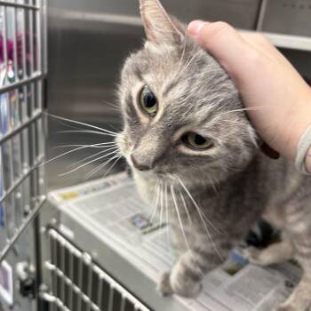 Oz -  Domestic Short Hair Cat for Adoption in Pittsburgh, Pennsylvania - Oz | PetCurious