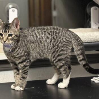 Jess -  Tabby and Domestic Short Hair Cat for Adoption in Edmond, Oklahoma - Jess | PetCurious