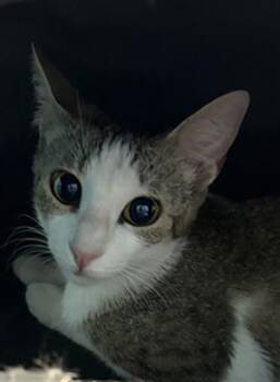 Domestic Short Hair Cats Available for Adoption in Houston, Texas - A656857 | PetCurious
