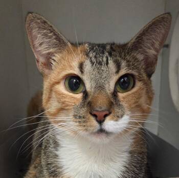Ariel -  Domestic Short Hair Cat for Adoption in Phoenixville, Pennsylvania - Ariel | PetCurious