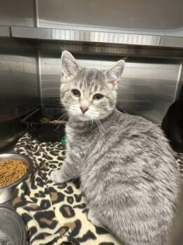 Rescue Domestic Short Hair Cats for Adoption in Beatrice, Nebraska - Scout | PetCurious