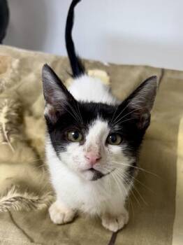 Hershey -  Domestic Short Hair Cat Available for Adoption in San Antonio, Texas - Hershey | PetCurious
