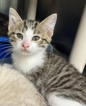 Domestic Short Hair Cats Available for Adoption in Marion, Ohio - Barney | PetCurious