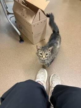Burger Queen -  Domestic Short Hair Cat for Adoption in Wichita, Kansas - Burger Queen | PetCurious