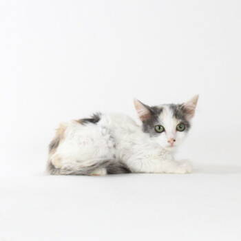 Rescue Domestic Short Hair Cats for Adoption in Florence, Arizona - Nilla Wafer | PetCurious