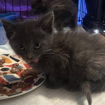 Lavender -  Domestic Medium Hair Cat for Adoption in Calimesa, California - Lavender | PetCurious