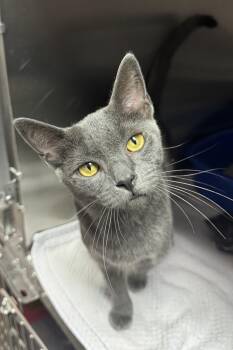 Chicha -  Domestic Short Hair Cat Available for Adoption in Fairhope, Alabama - Chicha | PetCurious