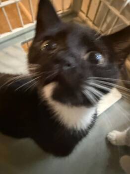 Nautique -  Domestic Short Hair Cat for Adoption in Stockbridge, Georgia - Nautique | PetCurious