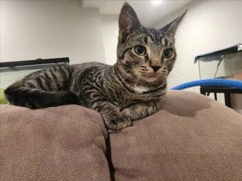 Rescue Domestic Short Hair Cats for Adoption in Hagerstown, Maryland - BANANA CREAM PIE | PetCurious