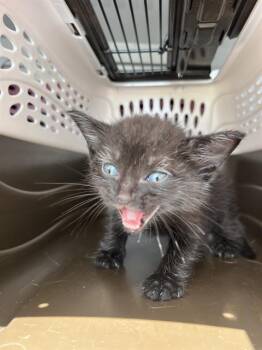 A136530 -  Domestic Short Hair Cat for Adoption in Palmetto, Florida - A136530 | PetCurious
