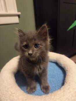 Buffonery -  Domestic Long Hair Cat for Adoption in Saint Charles, Missouri - Buffonery | PetCurious