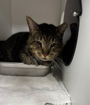 SIMBA -  Domestic Short Hair Cat for Adoption - SIMBA | PetCurious