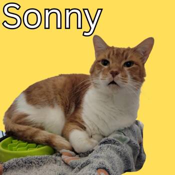 Rescue Domestic Short Hair Cats for Adoption in South Padre Island, Texas - Sonny | PetCurious