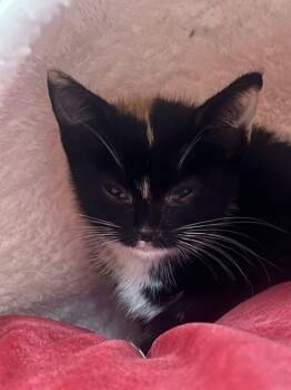 HERA - NEEDS FOSTER -  Domestic Short Hair Cat for Adoption in Ontario, California - HERA - NEEDS FOSTER | PetCurious