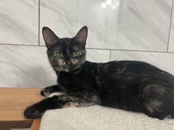 Rescue Domestic Short Hair Cats for Adoption in Alexandria, Virginia - Matilda - KITTEN In Foster | PetCurious
