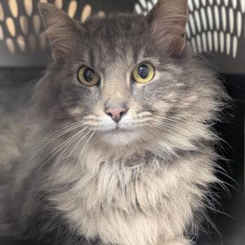 Monica -  Domestic Long Hair Cat Available for Adoption in Watertown, New York - Monica | PetCurious